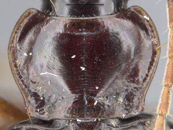 Media type: image;   Entomology 28605 Aspect: pronotum dorsal